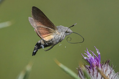 Hummingbird Hawk Moth 1