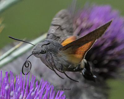 Hummingbird Hawk Moth 2