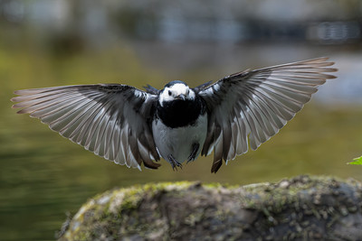 Pied Wagtail, Calver. (1 of 1)