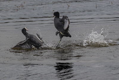 Coot fight