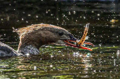 Goosander female