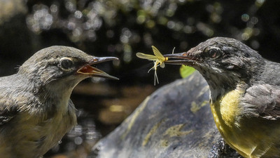 Grey Wagtails_