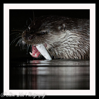 Otter 2