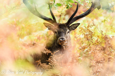 Red Deer stag