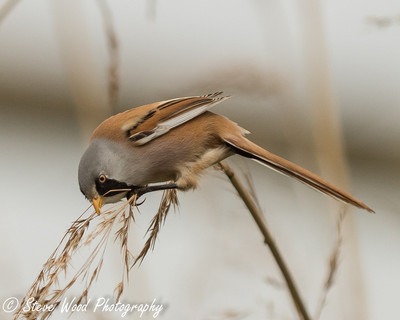Bearded Tit