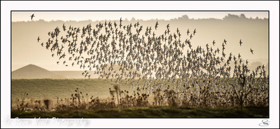 Waders