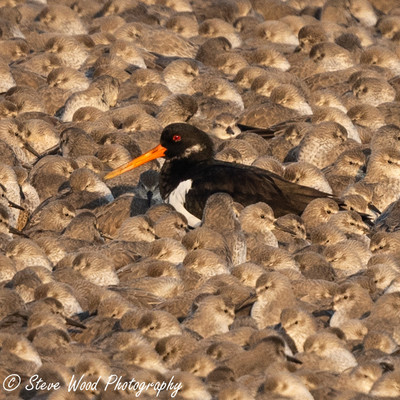 Oystercatcher