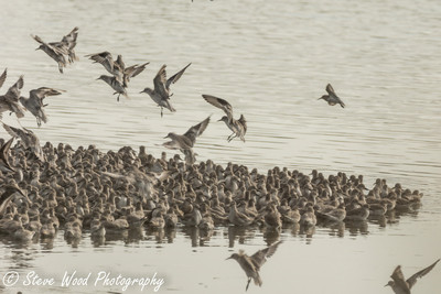 Waders