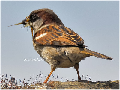 Sparrow