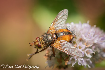 Tachynid Fly