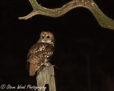 Tawny Owl